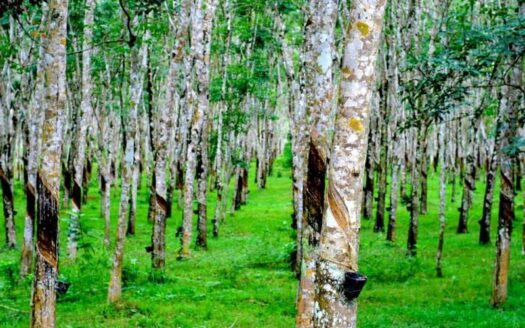 Giải Đáp: Đất Trồng Cây Lâu Năm Có Được Xây Nhà Không