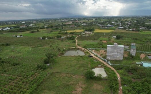 Đất trồng cây lâu năm là gì? Lưu ý khi mua bán và sử dụng